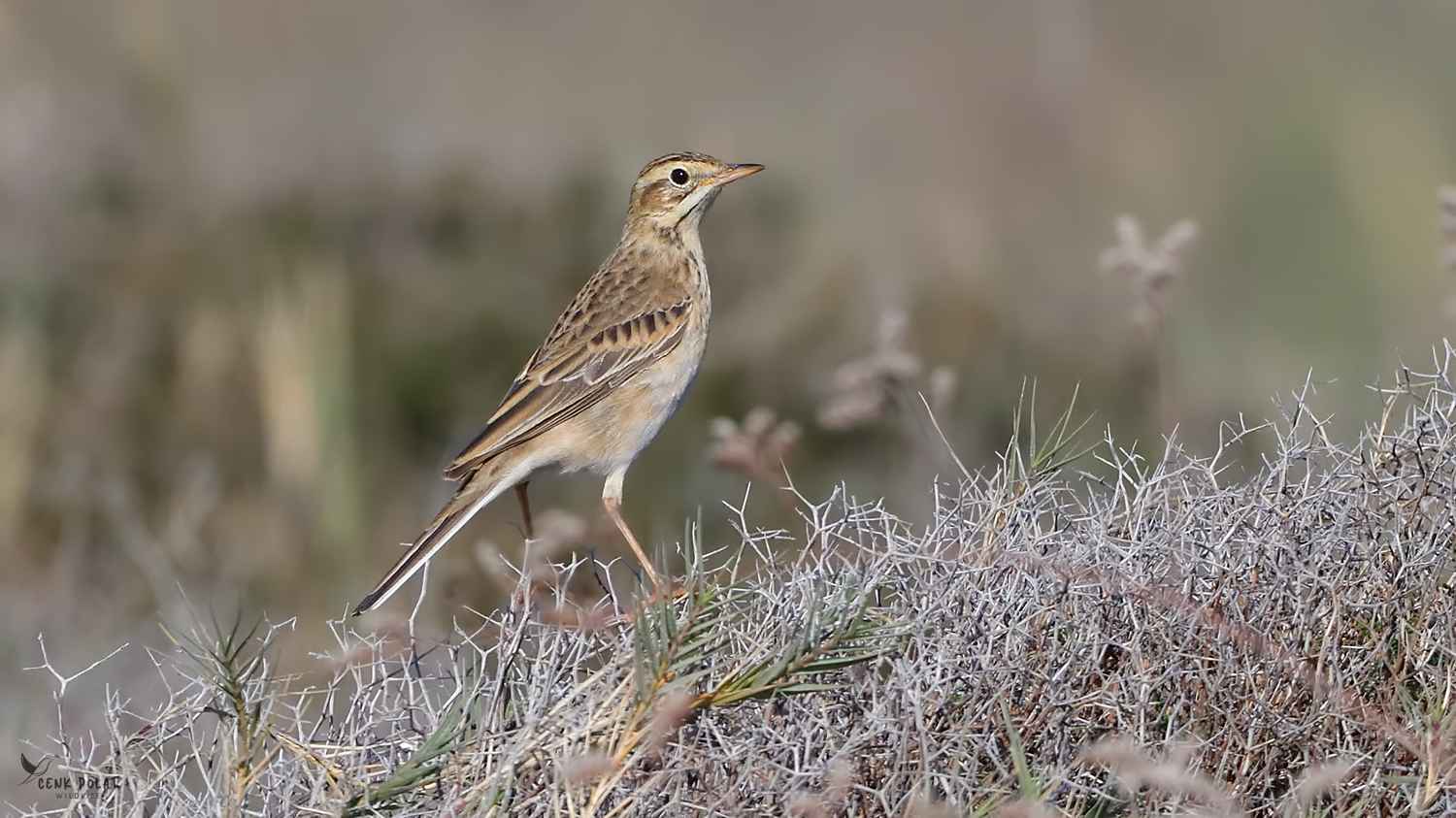 Richard's Pipit